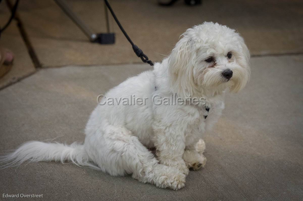 VBaseballvsSHS_4-12-19-290.jpg